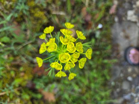       Macro shot of a single bright yellow wildflower against a blurred natural background
  