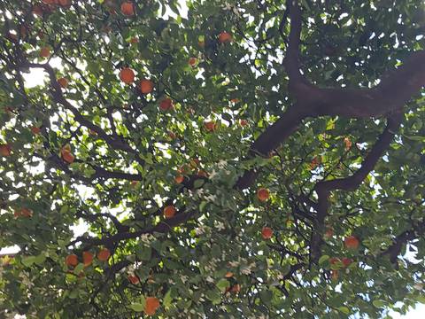       Orange tree canopy loaded with fruit and blossoms against the sky
  
