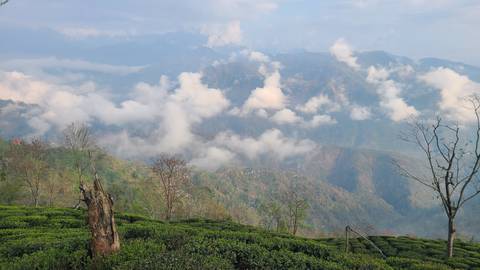       Misty mountain panorama above tea gardens with drifting clouds in the Eastern Himalayas
  