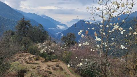       Mountain valley with blooming white flowers on trees and misty layers of ridges
  