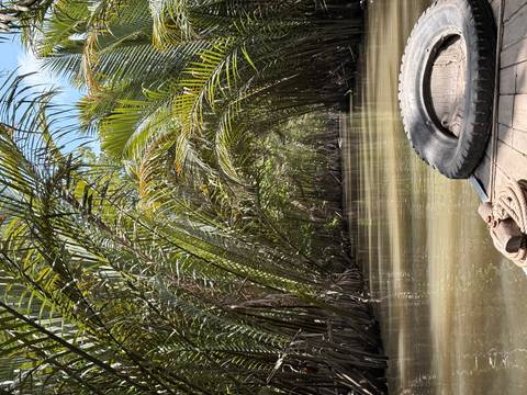       View from a wooden boat drifting through narrow, palm-arched canals of the Mekong Delta.
  