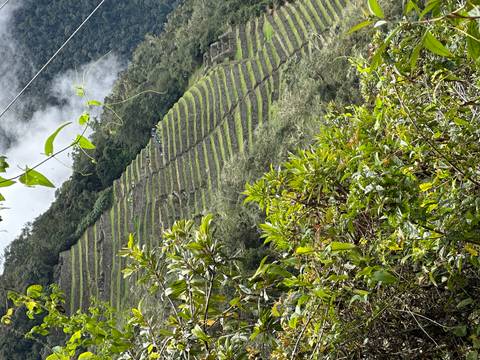       Steep, lush Incan terraces cascade down a jungle-covered mountainside partly veiled in mist.
  