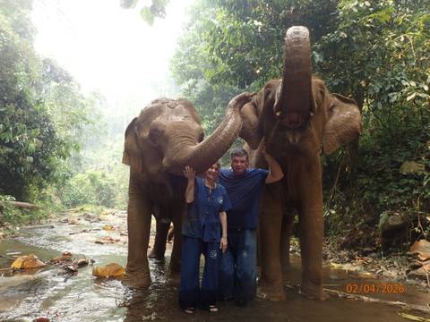       Couple interacting with three bathing elephants in a jungle stream
  