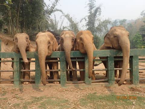       Line of five elephants standing behind a wooden fence awaiting food
  