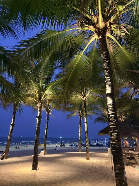       Illuminated palm trees against deep blue twilight sky
  