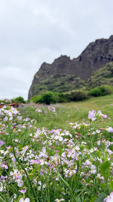       Wildflowers in sharp focus against a blurred volcanic cliff and greenery in the distance.
  