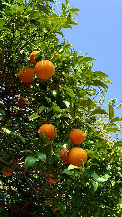      Branch of an orange tree heavy with ripe fruit against a bright blue sky.
  