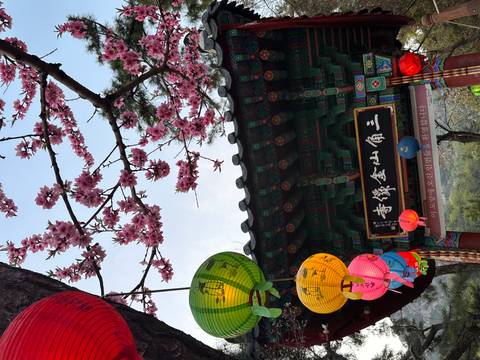       Temple gate decorated with pink cherry blossoms and colorful paper lanterns.
  