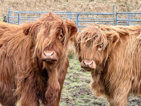       Close-up of two shaggy highland cows with long brown coats standing in a pen.
  