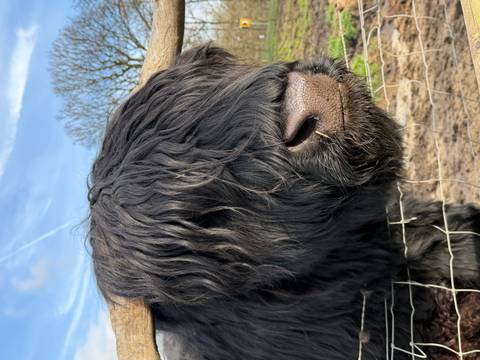       Close portrait of a black Highland cow behind wire fence with blue sky.
  