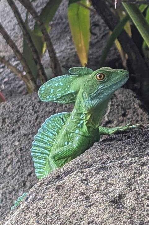       foto de reseña de cliente de Volcanes, naturaleza y Caribe 
  