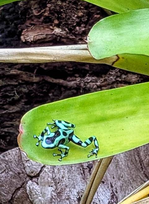       Vivid green-and-black poison dart frog perched on a leaf edge in the rainforest.
  
