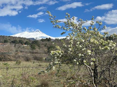       Snow-capped Mount Etna rises behind a blossoming tree under a bright blue sky.
  