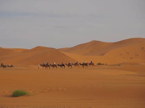       Caravan of camel riders traversing vast orange sand dunes under an expansive sky in the Sahara Desert.
  