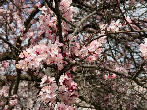       Close-up of delicate pink blossom clusters on tangled tree branches against a bright sky.
  