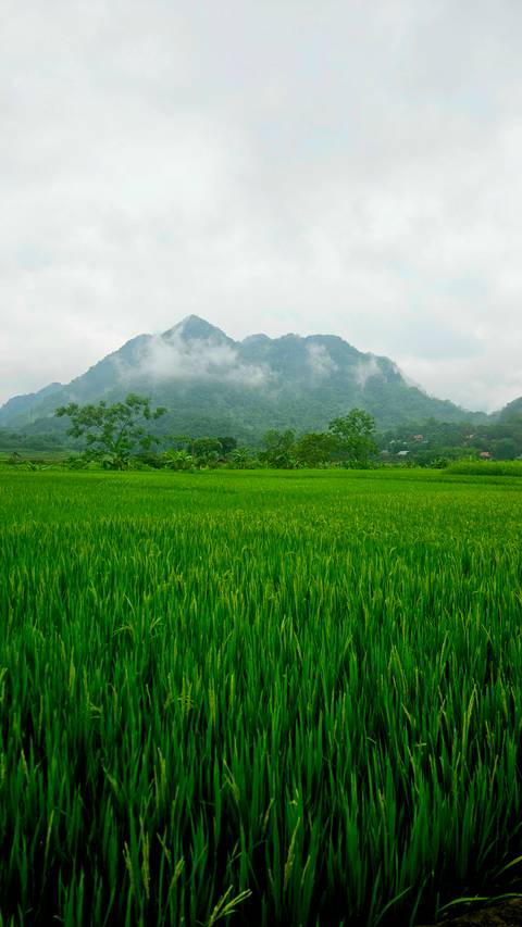       Vibrant green rice field stretching toward mist-shrouded mountains under a soft cloudy sky.
  