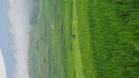       Single farmer works amid vast, terraced green rice paddies with mist drifting over distant hills.
  