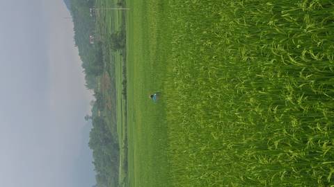       Solitary farmer bends over vivid green rice fields stretching into rolling hills beneath grey skies.
  