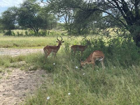       Three impalas grazing in tall grass under the shade of acacia trees on an African savanna.
  