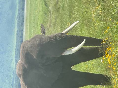       Close portrait of a solitary elephant with long tusks feeding in a grassy plain dotted with yellow flowers.
  