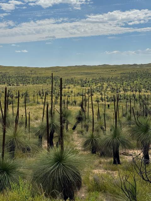       Expansive field of grass trees with blackened trunks stretching across the Western Australian landscape.
  