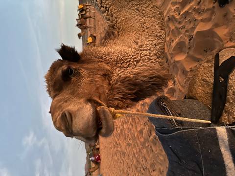       Close-up of a camel chewing with sandy desert camp in background
  