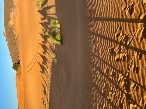       Long shadows of a camel caravan stretch across golden Sahara sand at dawn
  