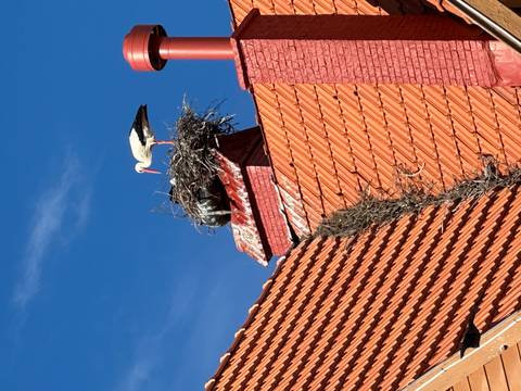       White stork stands on a nest atop a red-tiled roof against blue sky
  