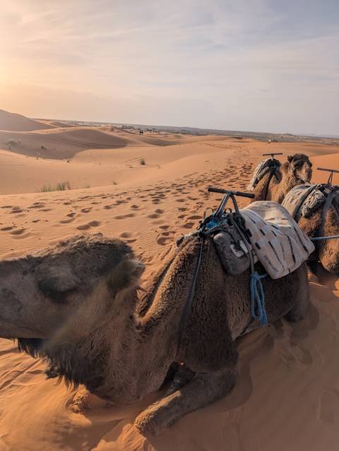       Tethered camels resting on desert sand with saddles and equipment in warm afternoon light.
  