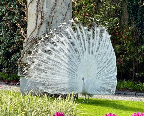       A rare white peacock fully displays its fan of feathers in a manicured garden.
  