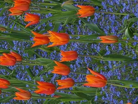       Bright orange tulips standing among tiny purple flowers
  