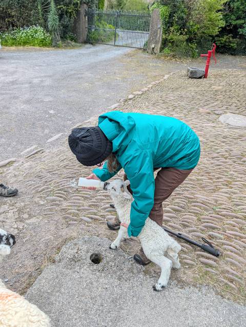       Traveller bottle-feeding a lamb on cobblestone farm path.
  