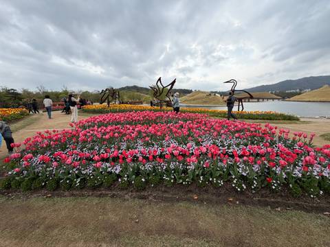       Vast tulip garden with visitors photographing colourful flower beds by rolling hills.
  