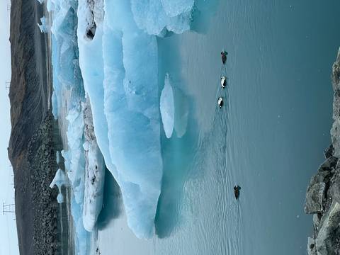      Blue icebergs float calmly while three ducks swim across the glacial lagoon.
  