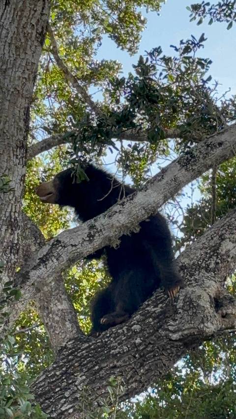       Sloth bear perched high in a tree amid dense foliage
  