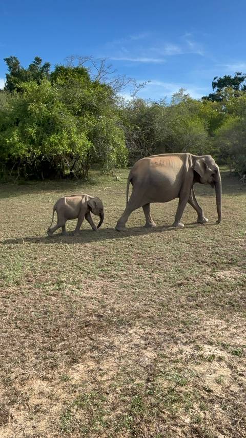       Mother elephant leading her small calf across a grassy clearing
  