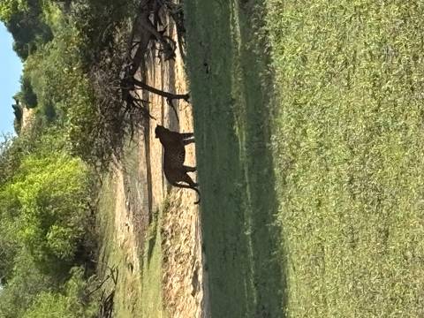       Silhouetted leopard standing near sparse bushes in open parkland
  