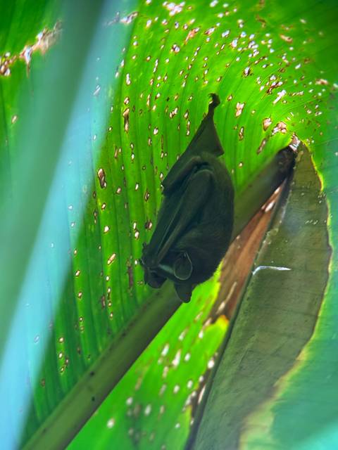       Small bat hanging upside down from a bright green tropical leaf speckled with holes.
  