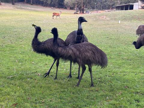       Three emus foraging on grassy field with distant kangaroos
  