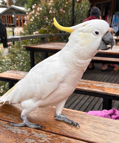       Close-up of a white cockatoo perched on a wooden bench in an outdoor café setting
  