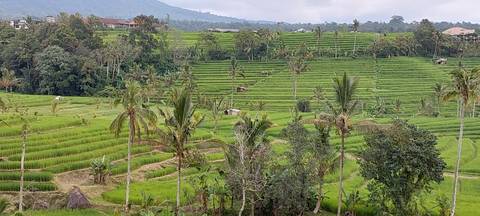       Sweeping view of vibrant green rice terraces dotted with palms and distant farm huts.
  
