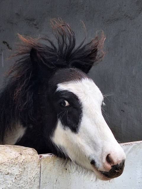       Close-up of a black-and-white horse’s eye and mane against a grey wall.
  