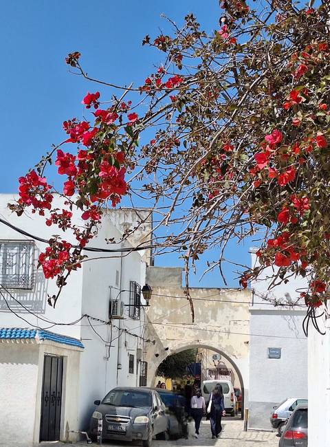       Bright red bougainvillea branches against white Mediterranean buildings and blue sky.
  
