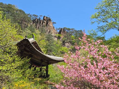       Traditional tiled temple roof framed by fresh pink blossoms against a clear blue sky and rocky cliffs.
  