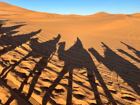       Shadows of a camel caravan stretching across rippled desert sand in warm evening light.
  