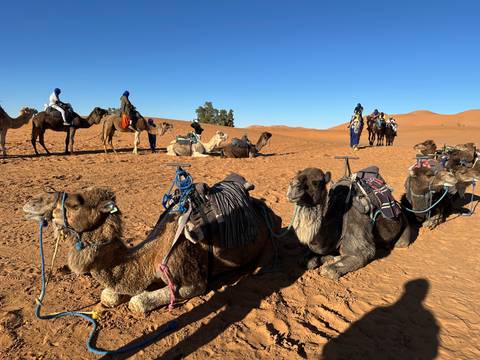       Caravan of saddled camels resting on reddish desert sands under clear blue sky.
  