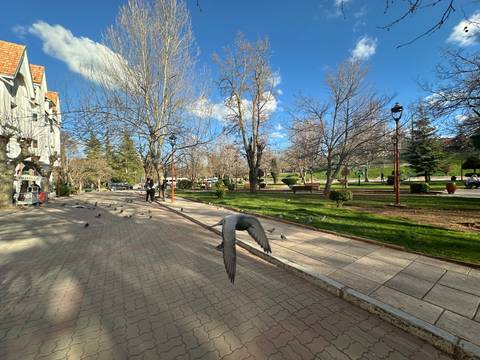       City park promenade with pigeons in flight, leafless trees, and blue spring sky.
  