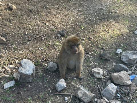       A solitary Barbary macaque sits on a rocky forest floor looking toward the camera.
  