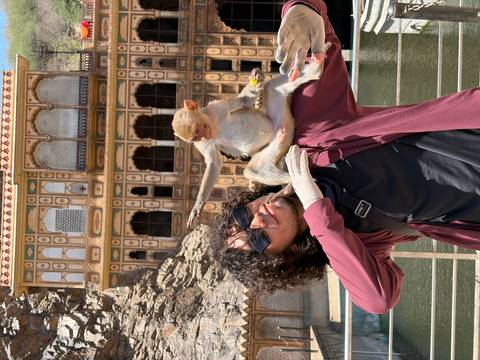       Smiling man playfully holds a monkey on his shoulder at an ornate temple carved into rocky cliffs.
  