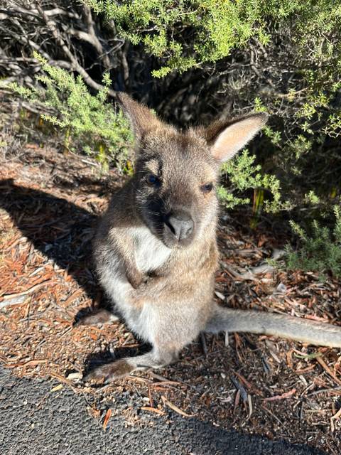       Close-up of a young wallaby sitting on forest floor mulch surrounded by greenery.
  